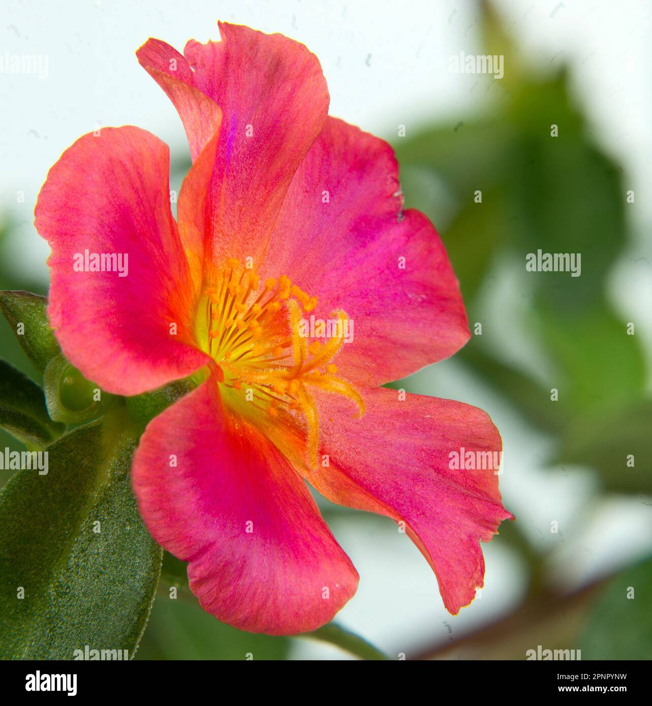 Single moss rose plant (Portulaca olceracea) Mega Pazzaz Dark Pink