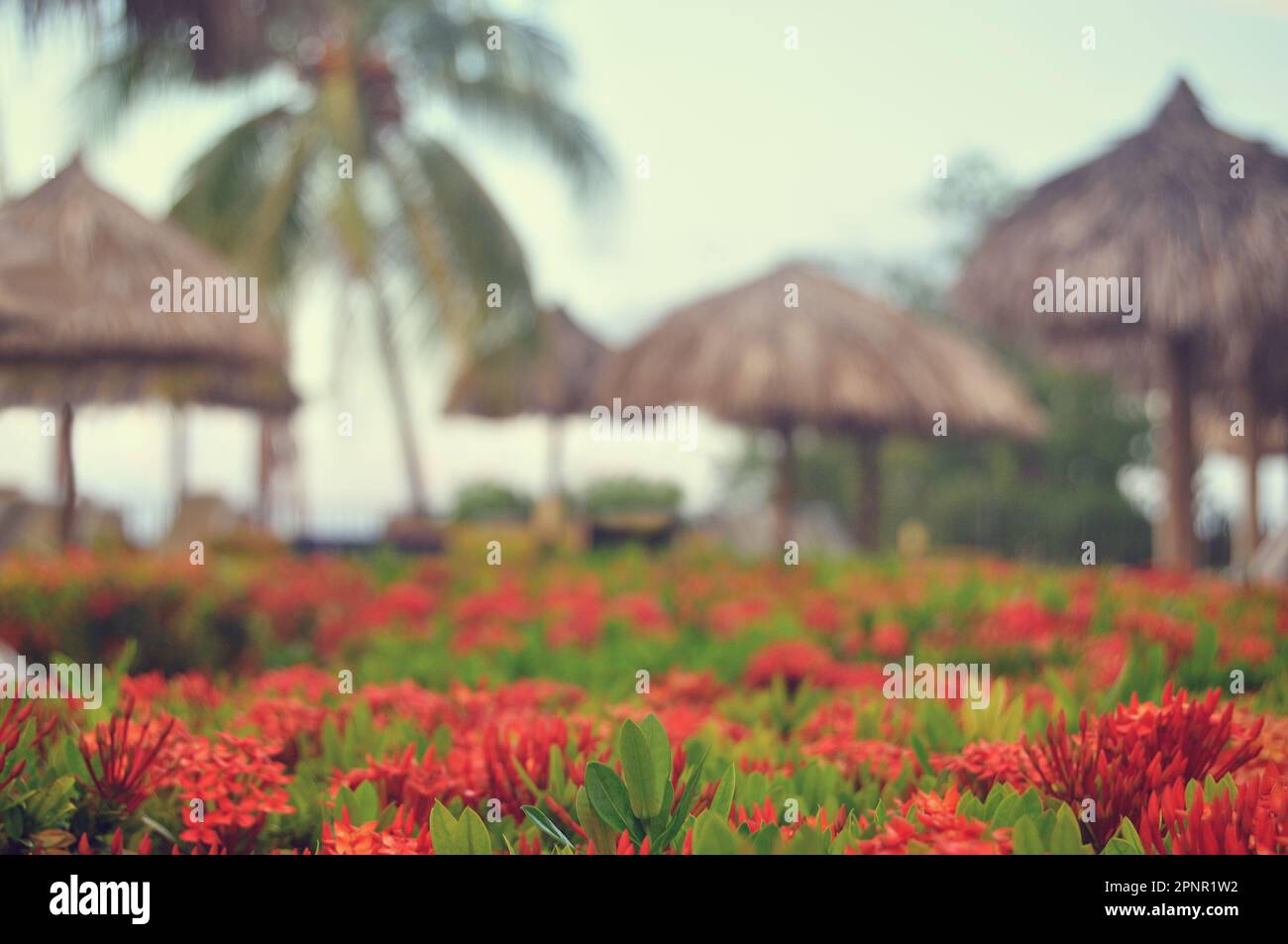 Close-up of tropical red flowers and straw parasols on a beach, Jamaica Stock Photo