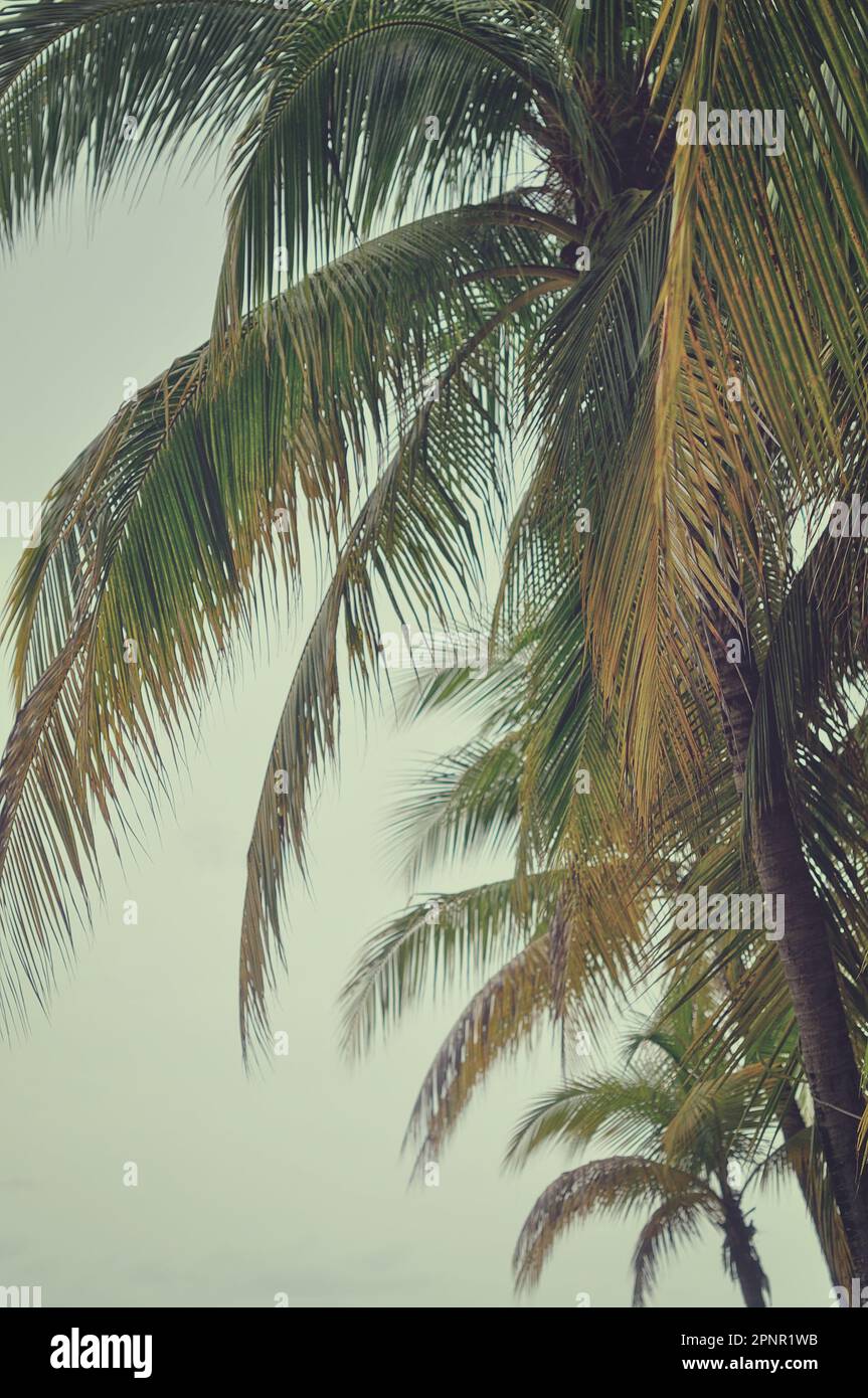 Close-up of palm trees on a beach, Jamaica Stock Photo - Alamy