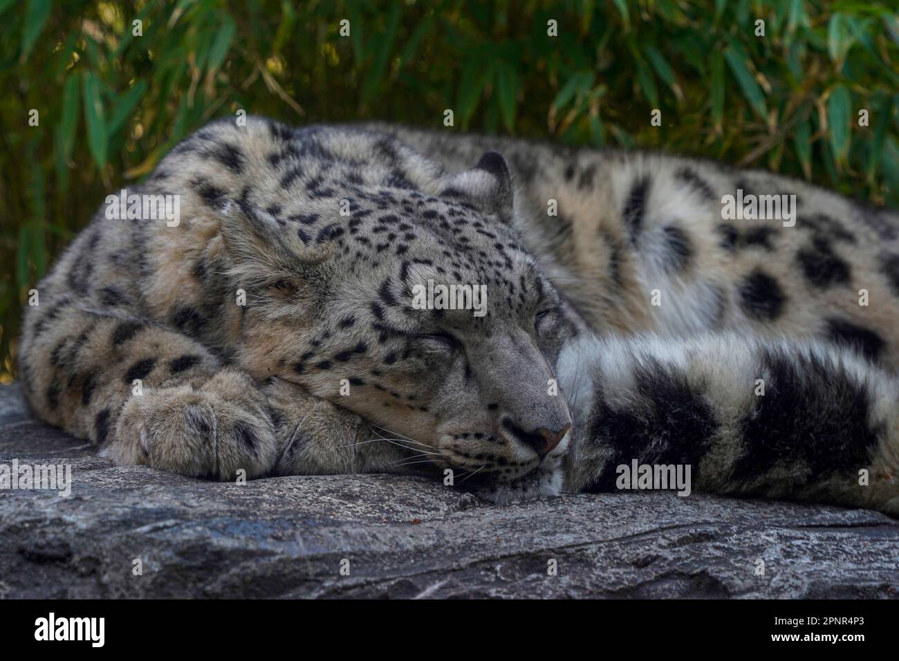 Portrait of a snow leopard, Panthera uncia close up while sleeping on a rock Stock Photo