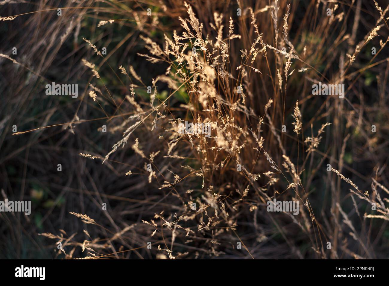Autumn meadow in the early morning. Slow nature Stock Photo