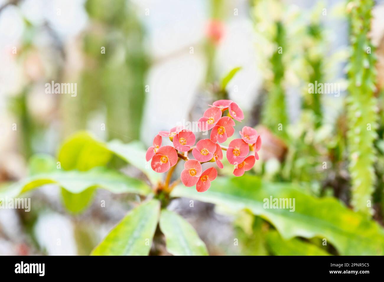 Small red flowers of euphorbia  -thornless crown of thorns - ,succulent plant Stock Photo