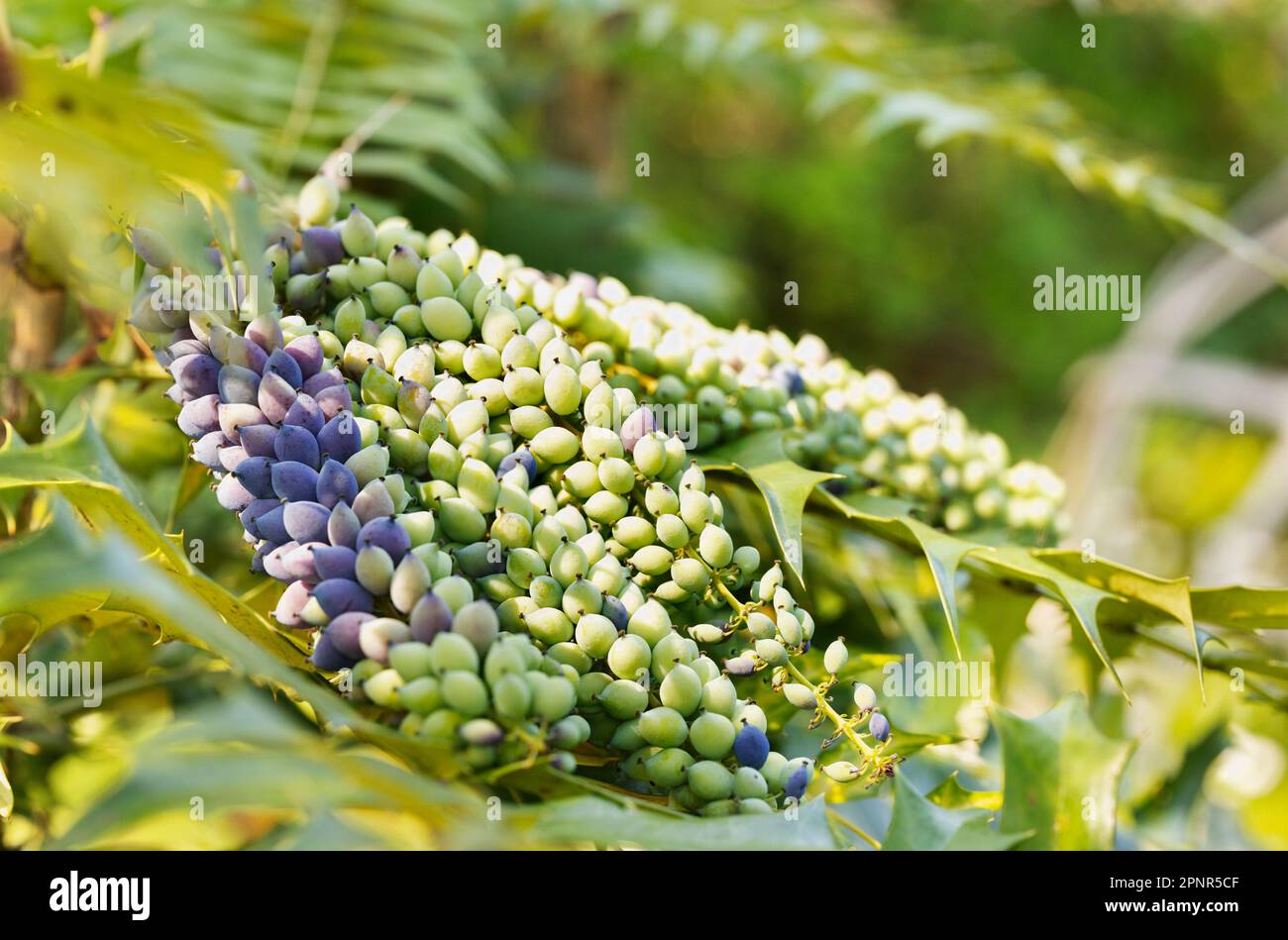 Unripe fruits of mahonia- berberis - , evergreen shrub , Stock Photo