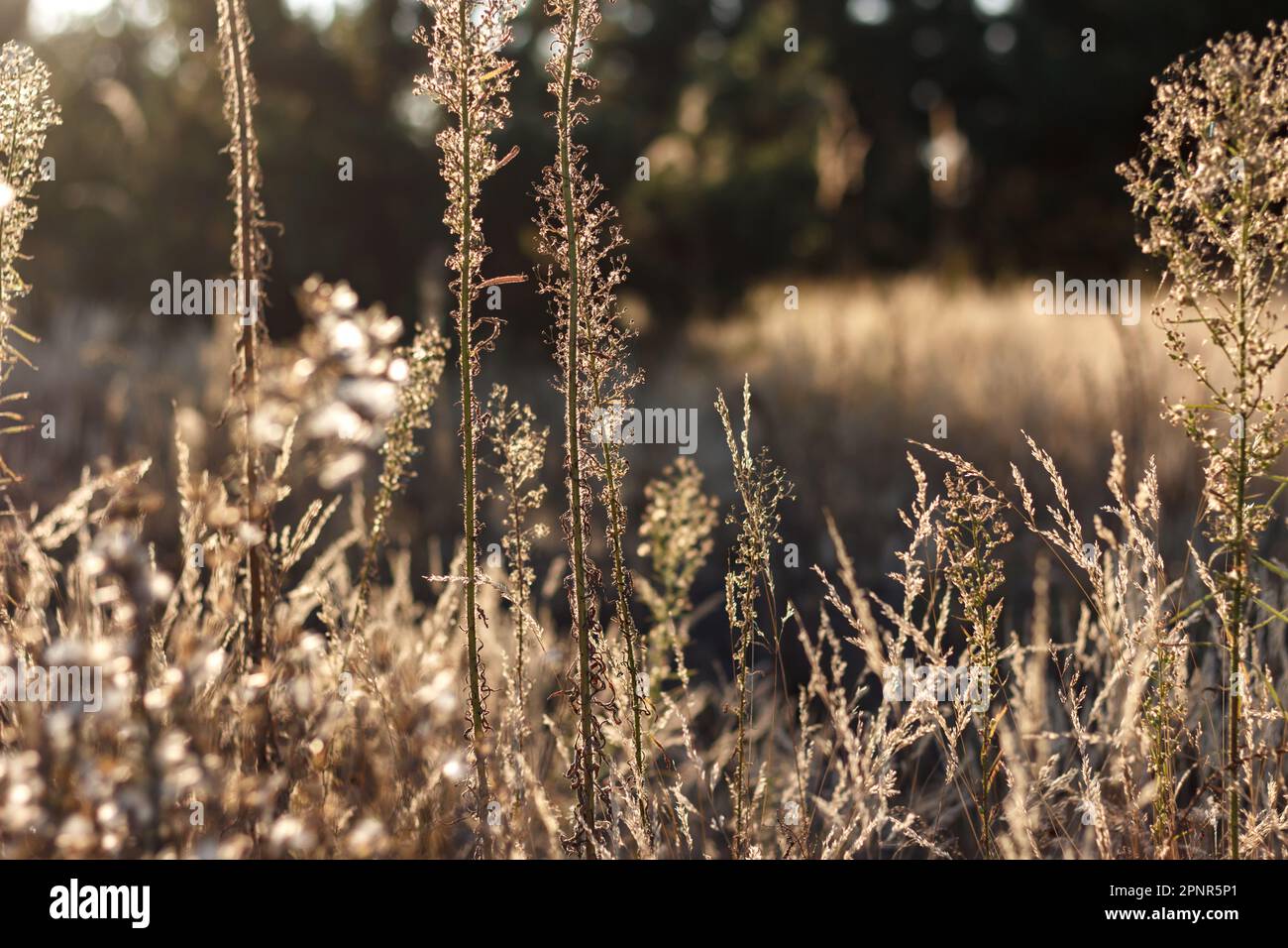 Autumn meadow in the early morning. Slow life Stock Photo