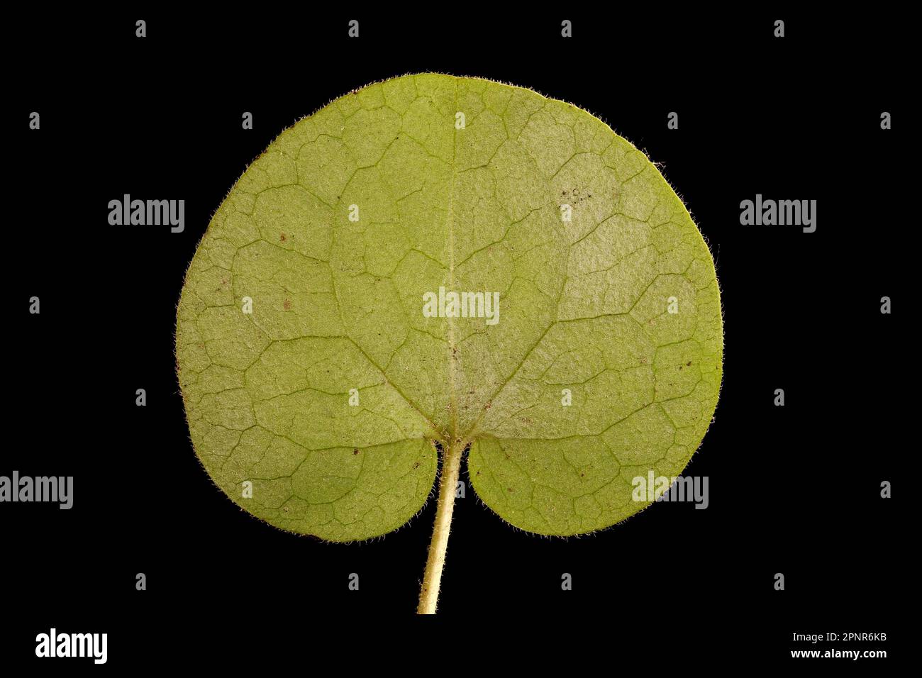 Asarabacca (Asarum europaeum). Leaf Closeup Stock Photo