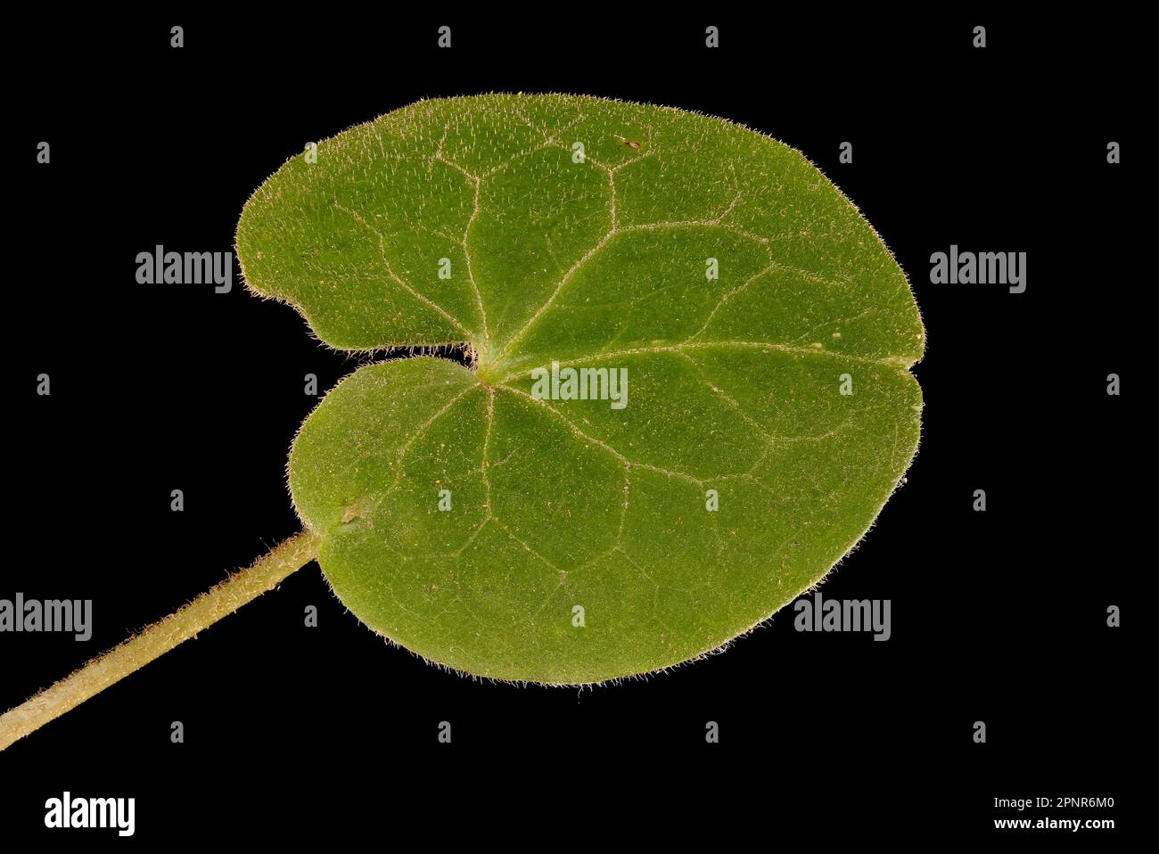 Asarabacca (Asarum europaeum). Leaf Closeup Stock Photo