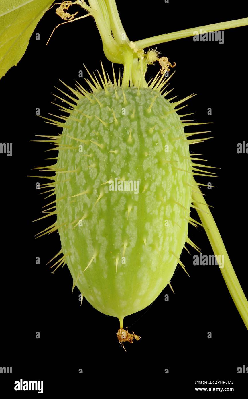Wild Cucumber (Echinocystis lobata). Immature Fruit Closeup Stock Photo