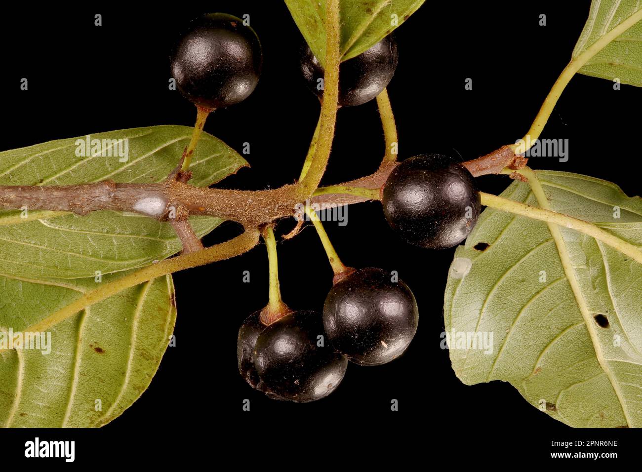 Alder Buckthorn (Frangula alnus). Fruit Closeup Stock Photo