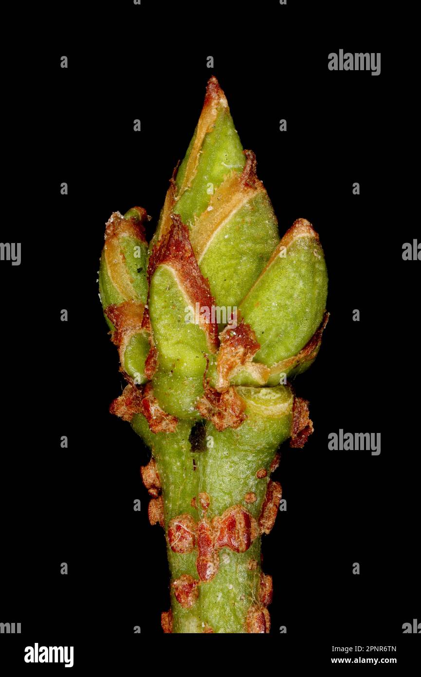 Warted Spindle (Euonymus verrucosus). Shoot Apex Closeup Stock Photo