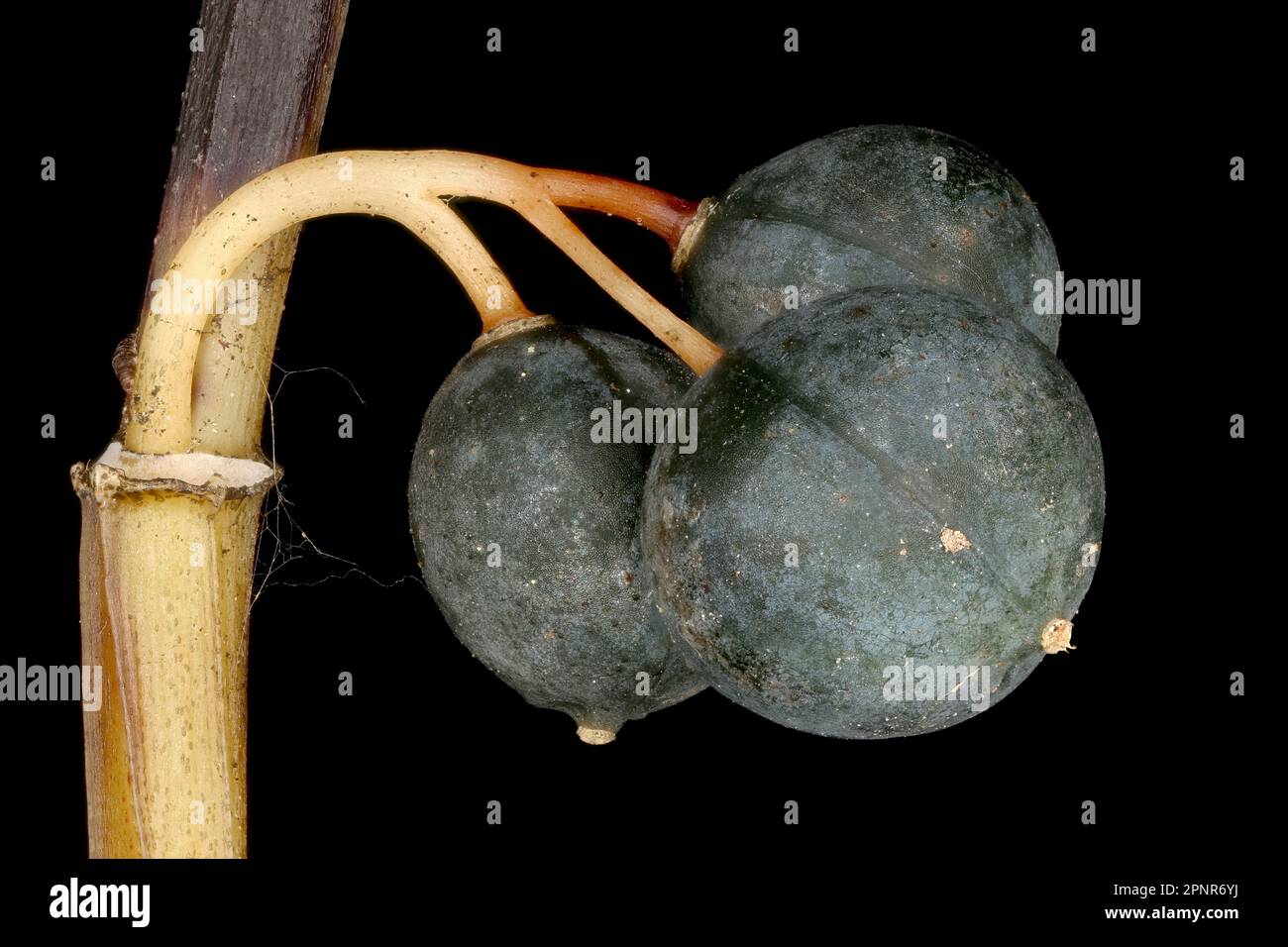 Angular Solomon's Seal (Polygonatum odoratum). Mature Fruit Closeup Stock Photo
