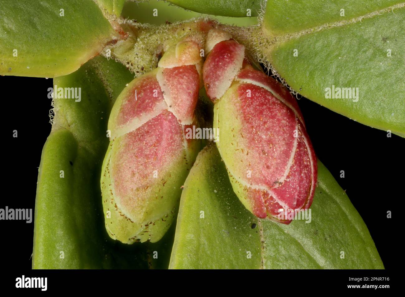 Cowberry (Vaccinium vitis-idaea). Terminal Buds Closeup Stock Photo