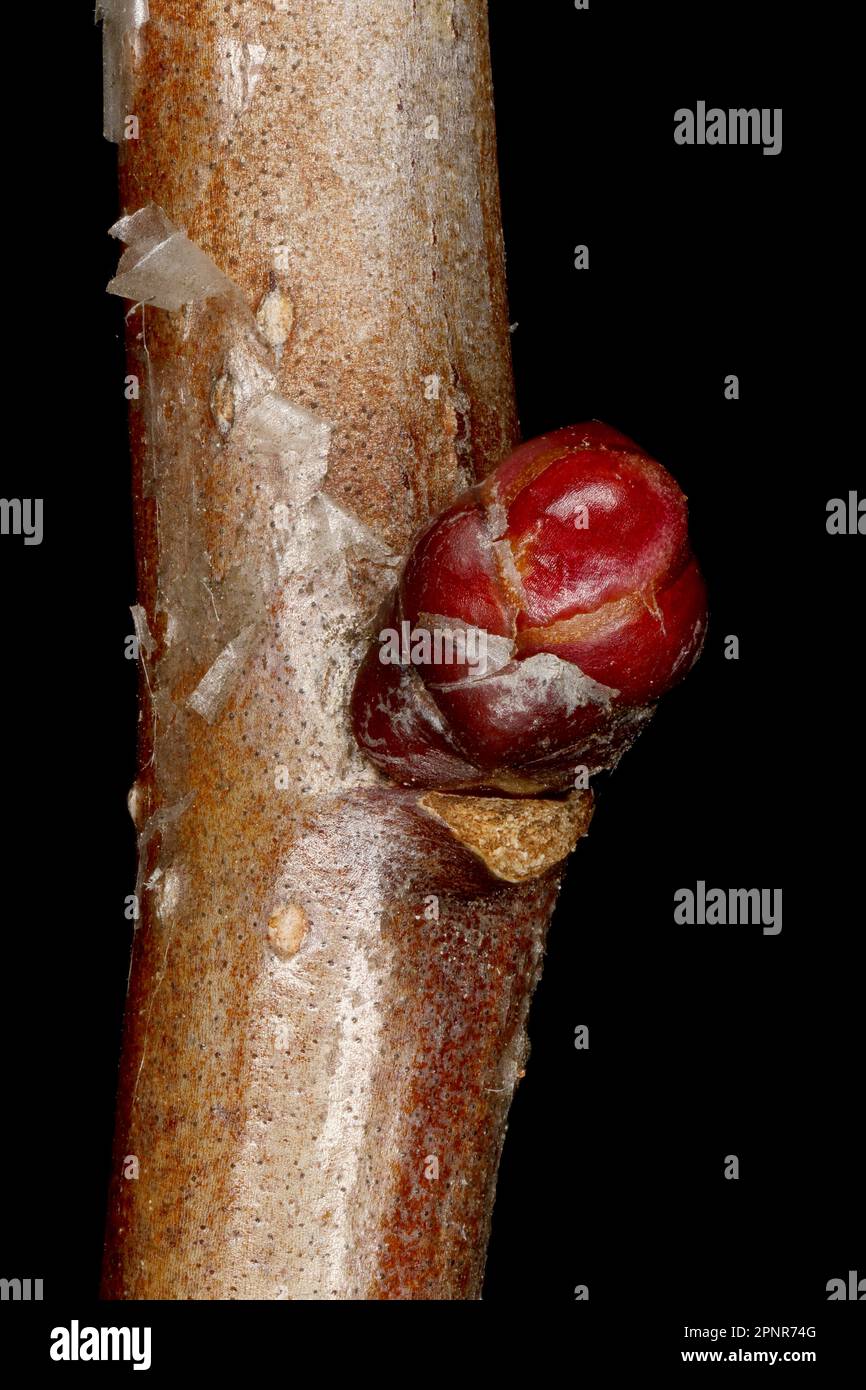 Fan-Leaved Hawthorn (Crataegus flabellata). Lateral Bud Closeup Stock Photo