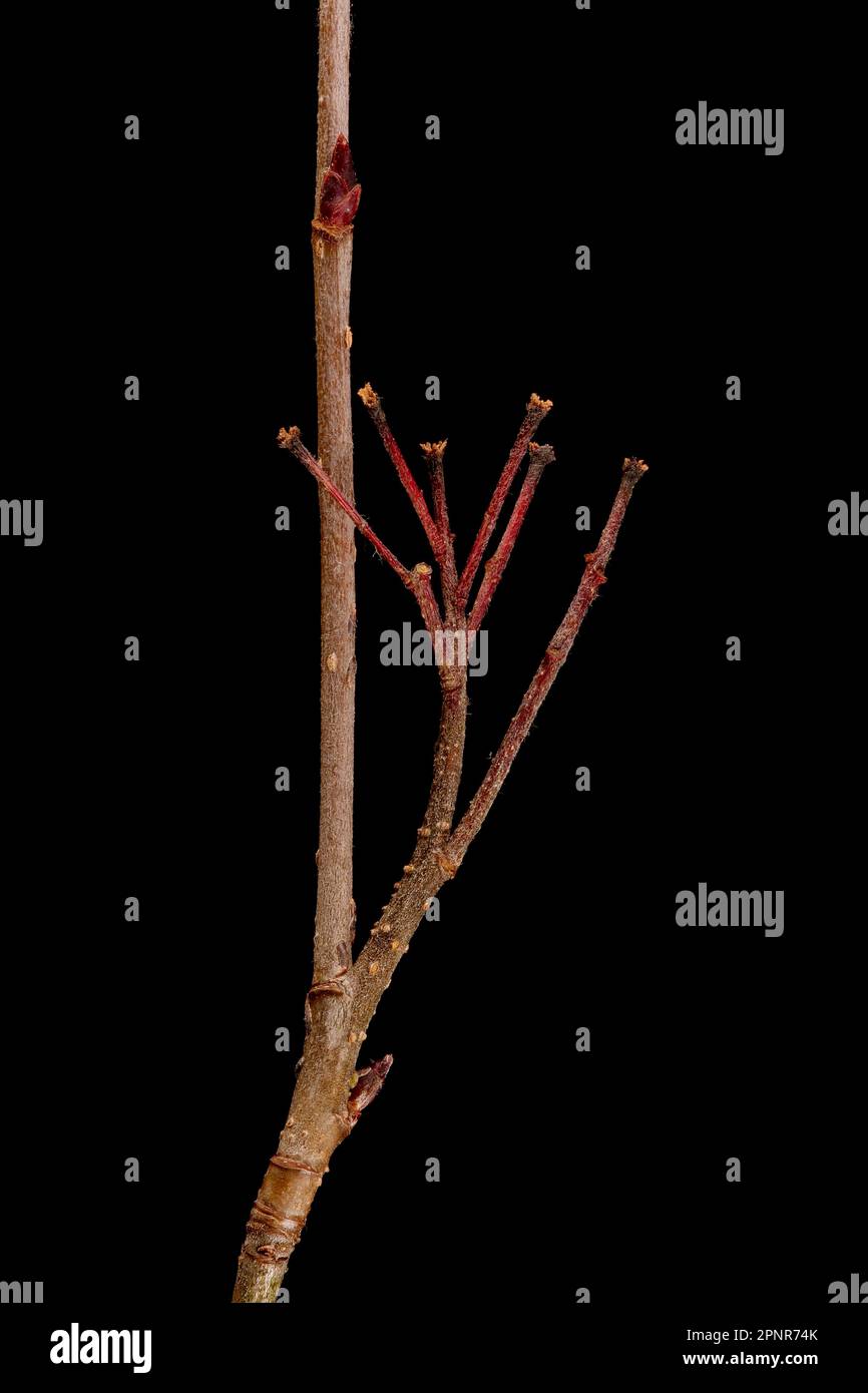 Mitschurin's Chokeberry (x Sorbaronia fallax). Persistent Fruit Stalks Closeup Stock Photo