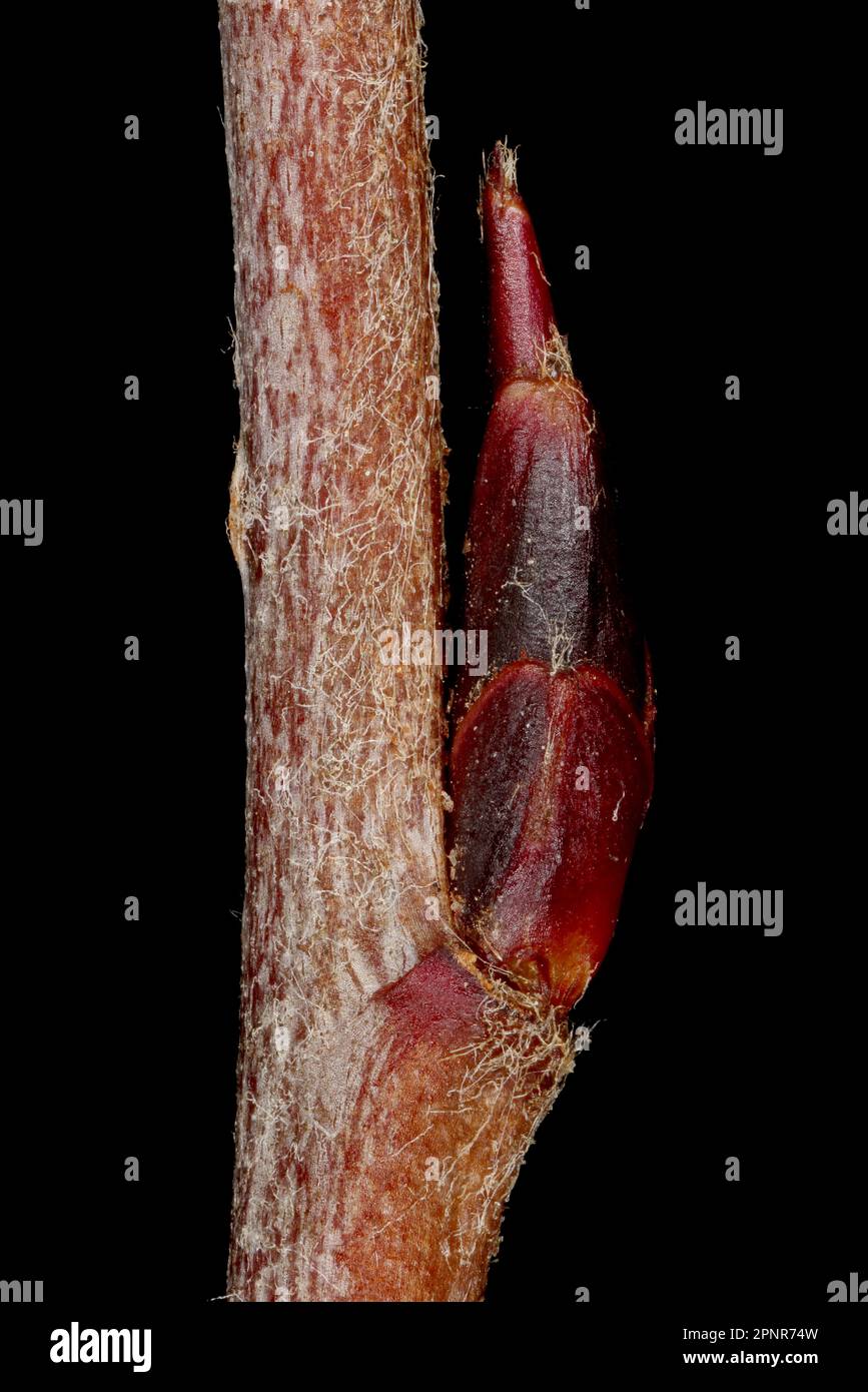 Mitschurin's Chokeberry (x Sorbaronia fallax). Lateral Bud Closeup Stock Photo
