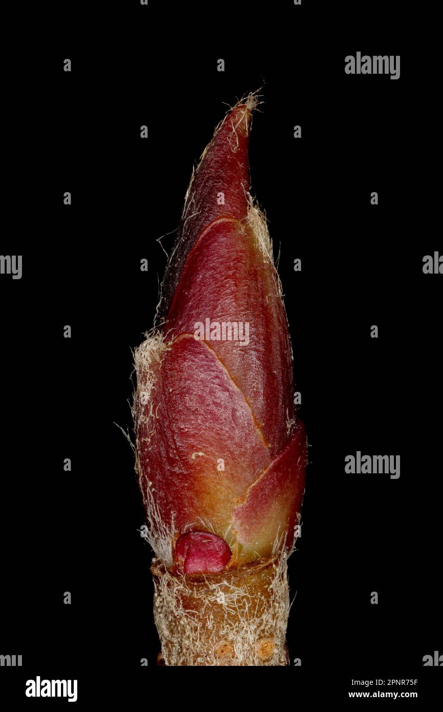 Mitschurin's Chokeberry (x Sorbaronia fallax). Terminal Bud Closeup Stock Photo