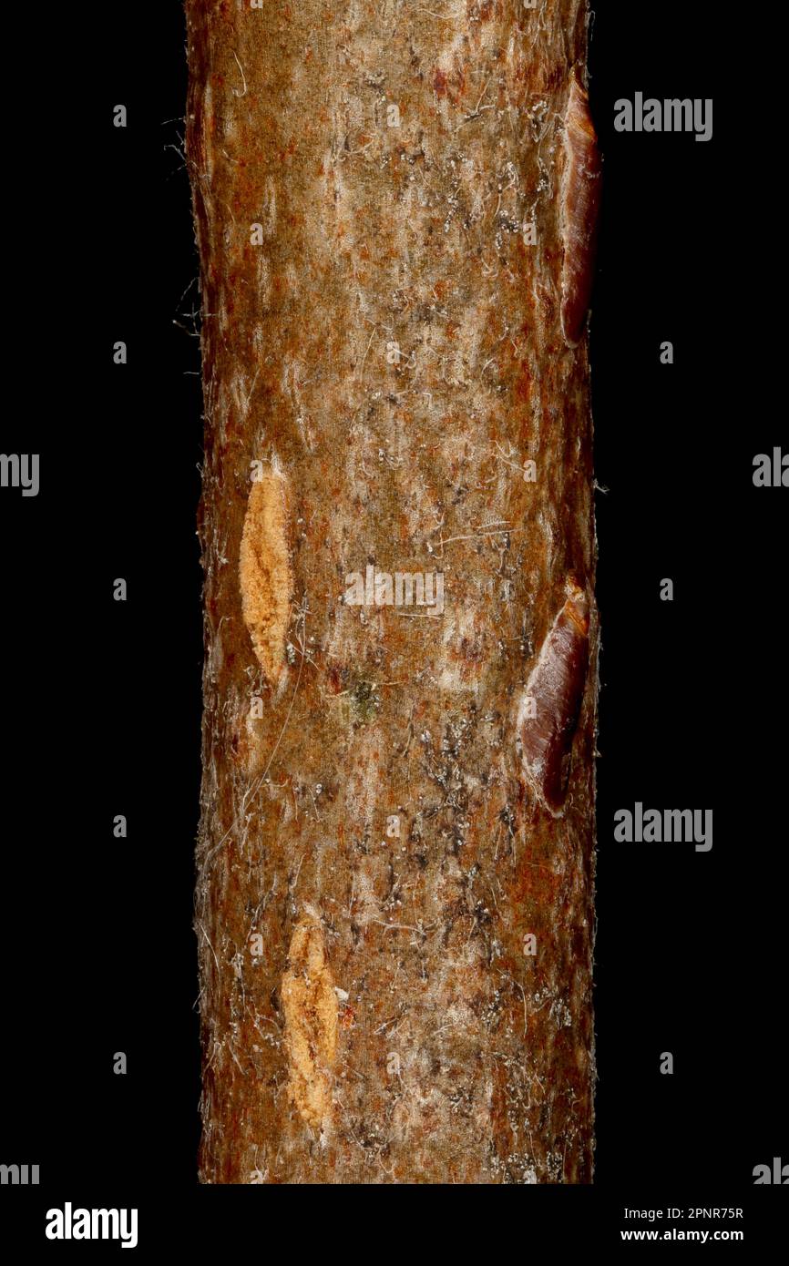 Mitschurin's Chokeberry (x Sorbaronia fallax). Wintering Twig Detail Closeup Stock Photo
