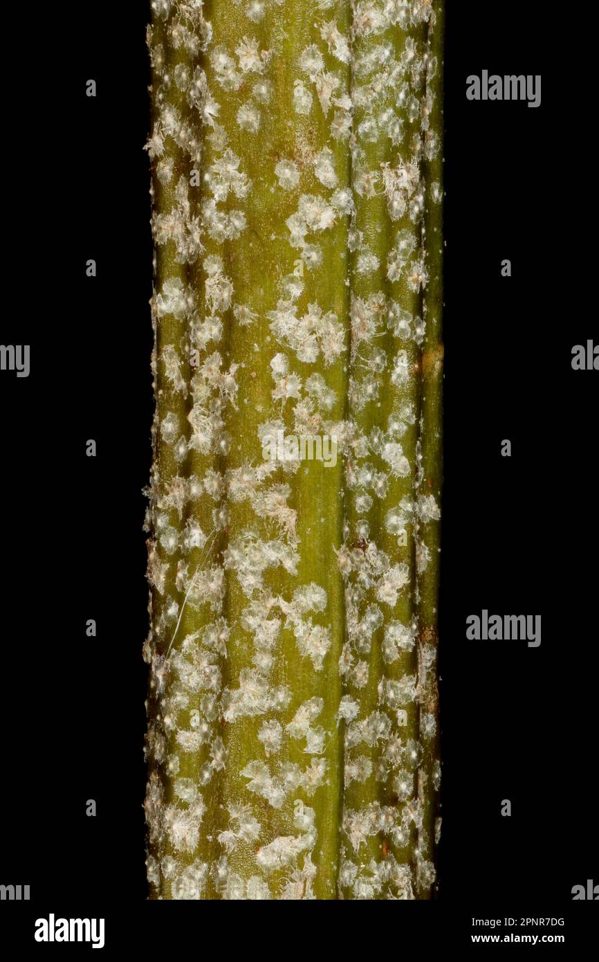 Sea Buckthorn (Hippophae rhamnoides). Wintering Twig Detail Closeup