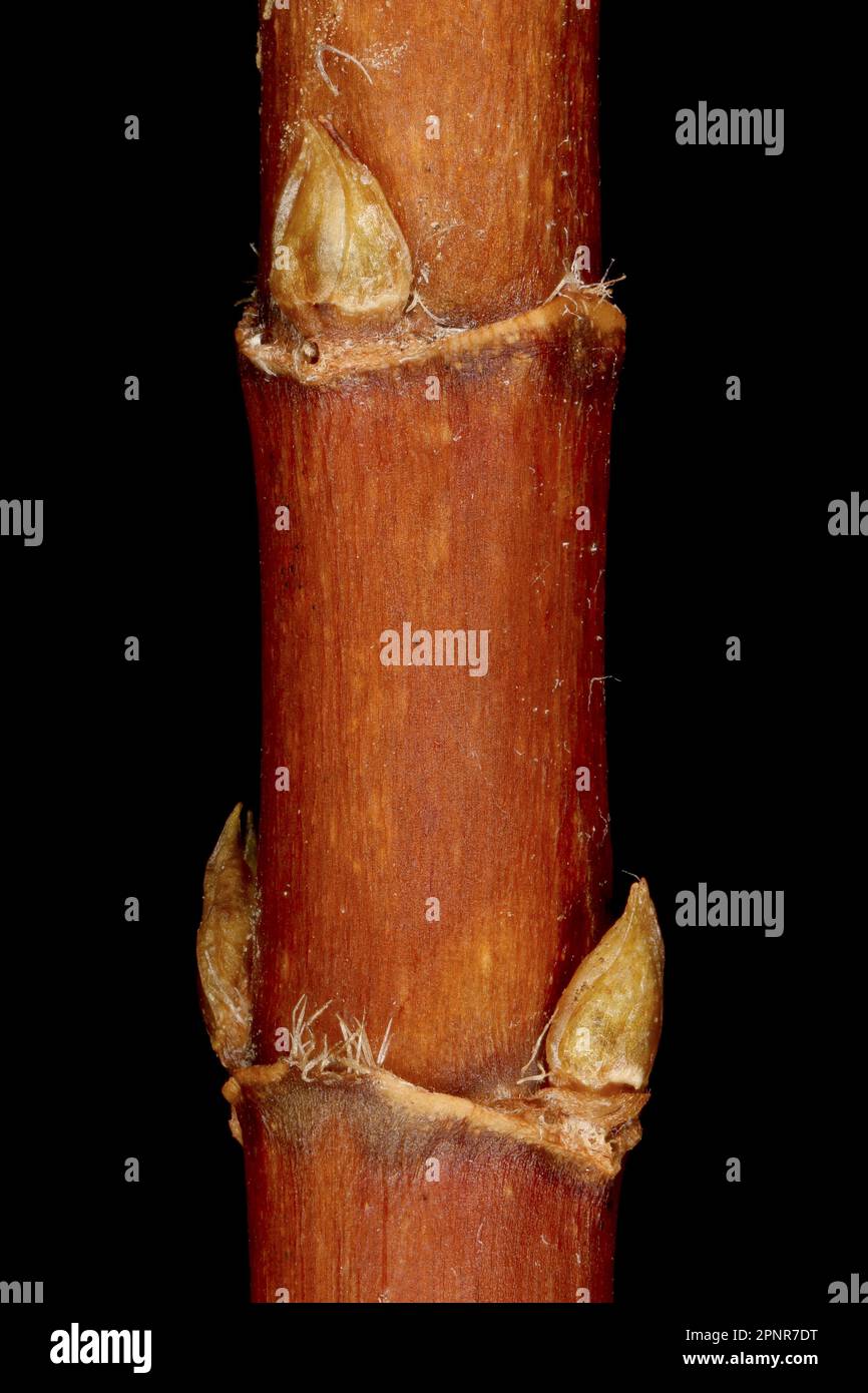 Japanese Hydrangea (Hydrangea petiolaris). Accessory Lateral Buds