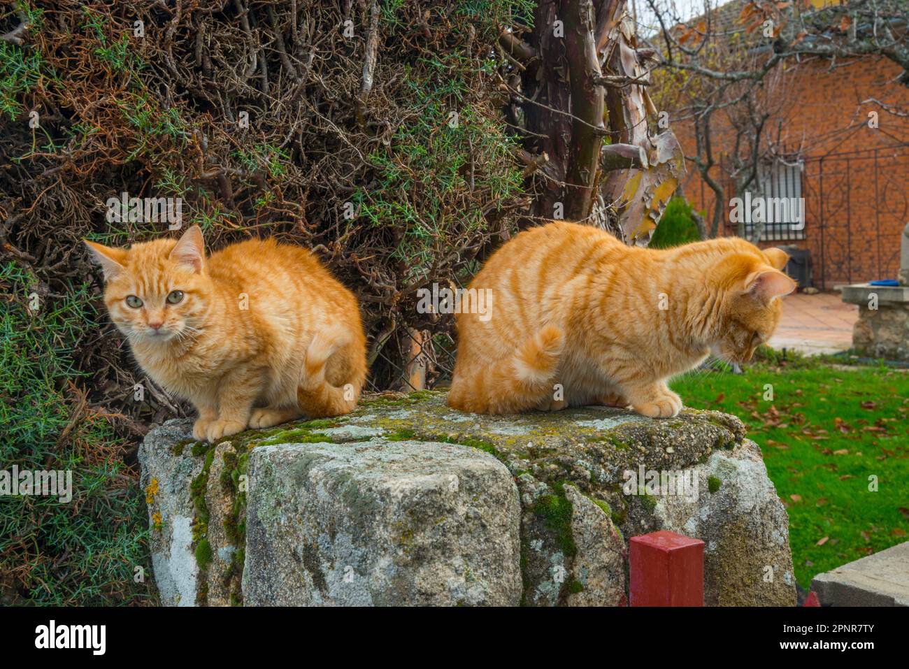 Two tabby cats. Stock Photo