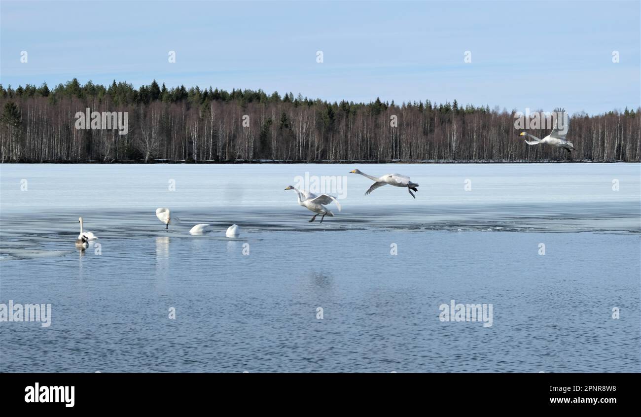 tundra swans swimming in lake, stopping on migration north of Sweden Stock Photo