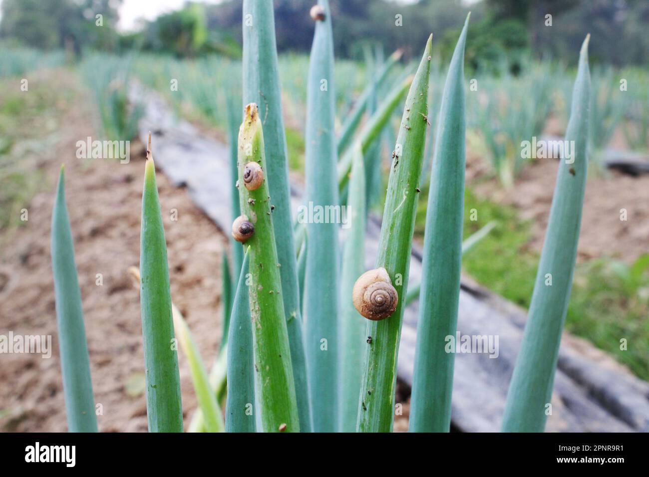 portrait of snail pests feeding on spring onion vegetable crops in a farm field Stock Photo
