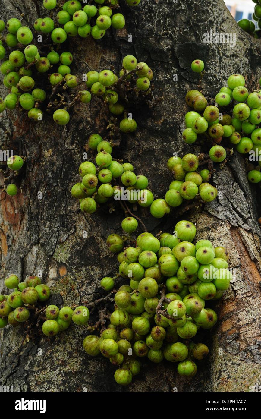 Cluster of Ficus racemosa or fig or Indian fig fruit on tree in Jakarta