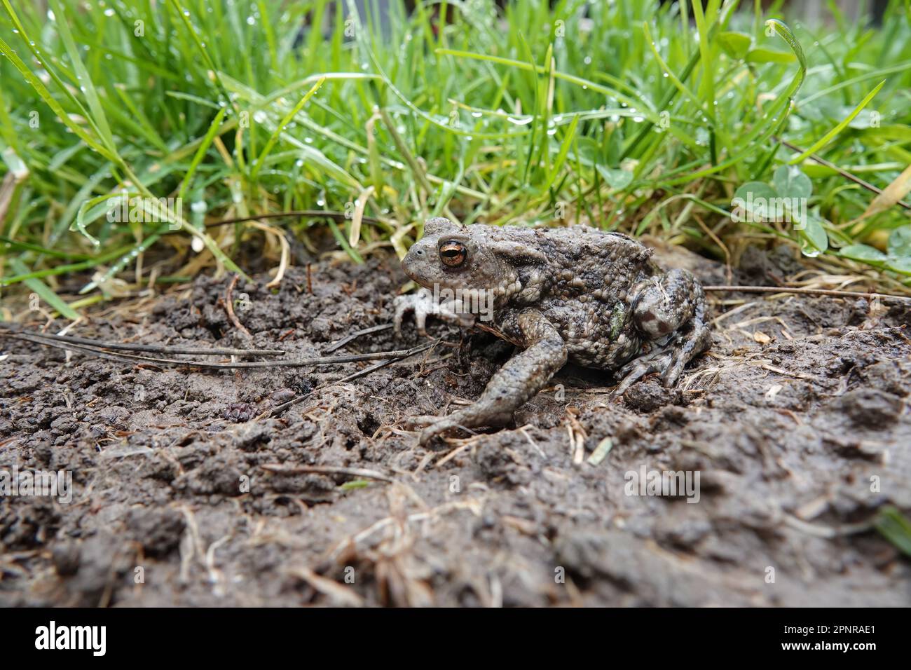Closeup on a female European common toad, Bufo bufo sitting on the ground and grass in the garden Stock Photo
