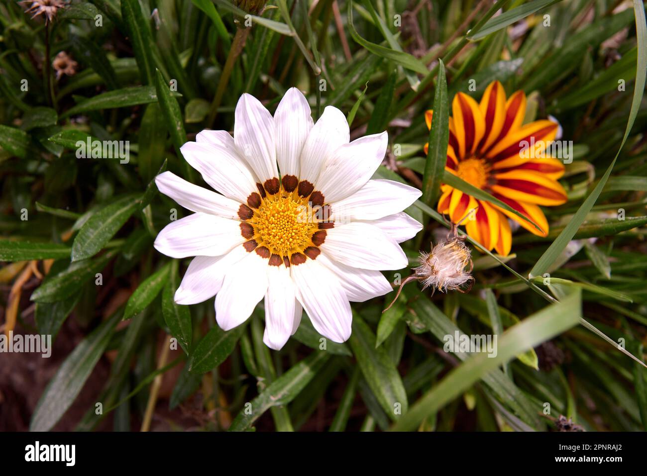 Group of two Indian flowers, orange and white. White and yellow Indian flower, unfocussed base. Macro photography, detail of the parts of the flower. Stock Photo