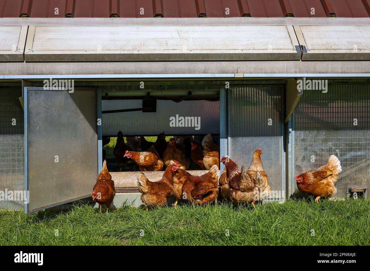 Broiler chicken house hi-res stock photography and images - Page 2 - Alamy