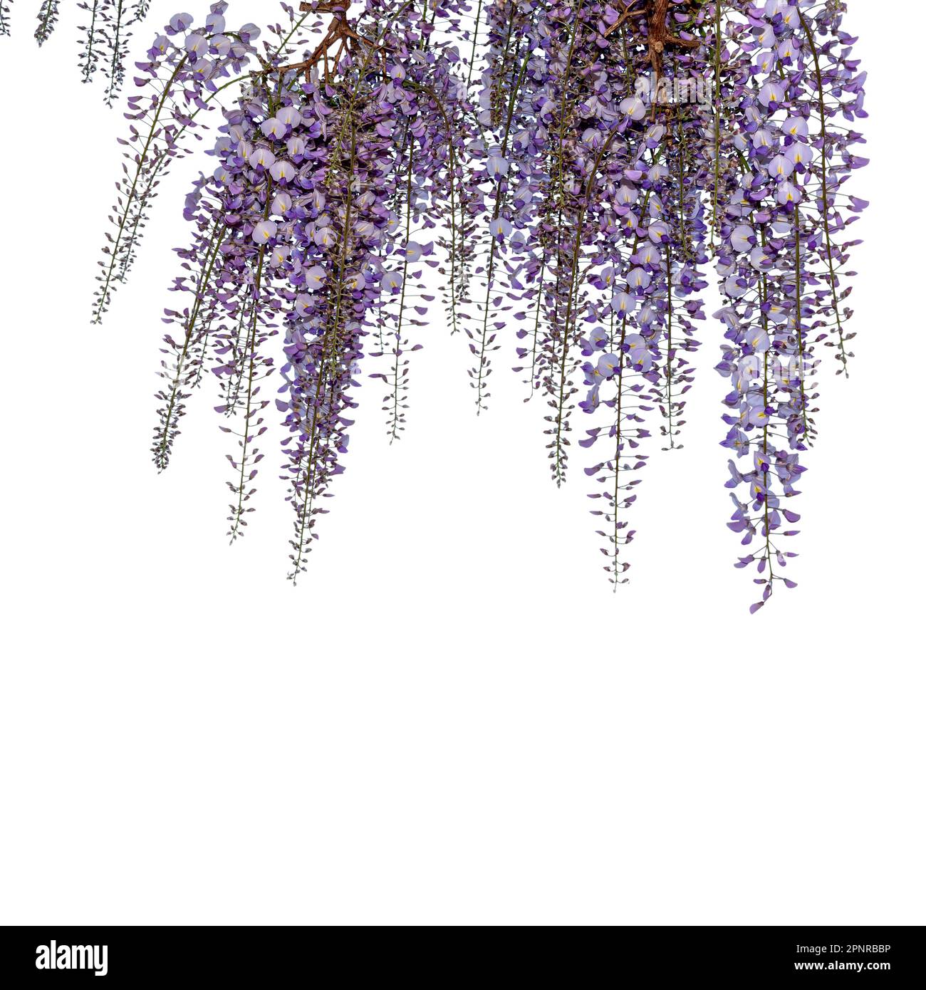 thaumatophyllum bipinnatifidum variegata Thaumatophyllum Bipinnatifidum (Tree Philodendron) – Nature's Gems main image 0