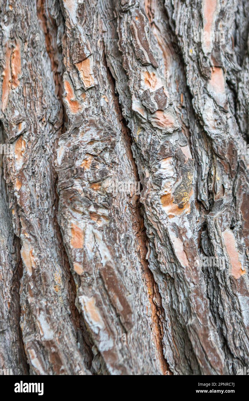 texture of old pine bark, close-up. background Stock Photo - Alamy