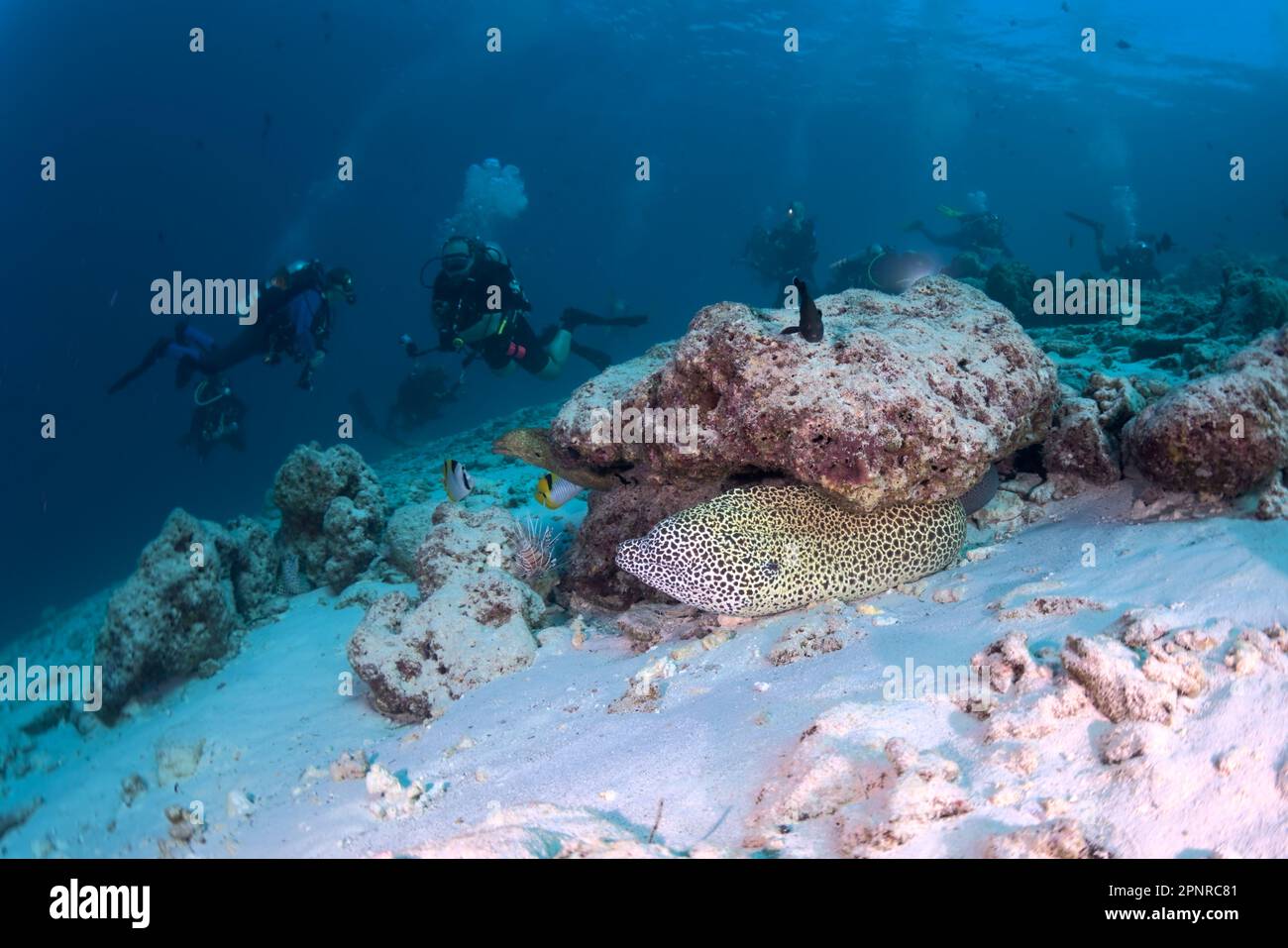 Scuba diving Maldives Stock Photo Alamy