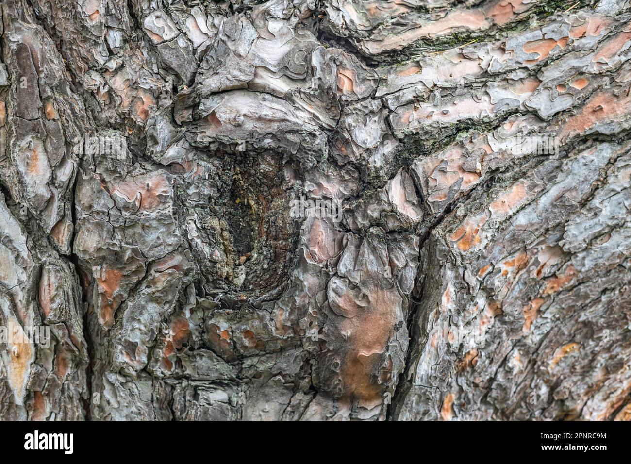 texture of old pine bark, close-up. background Stock Photo - Alamy