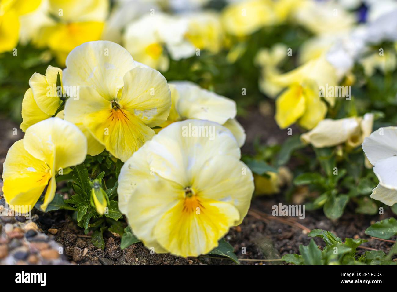 A bunch of yellow-white pansies, a kind of viola Stock Photo