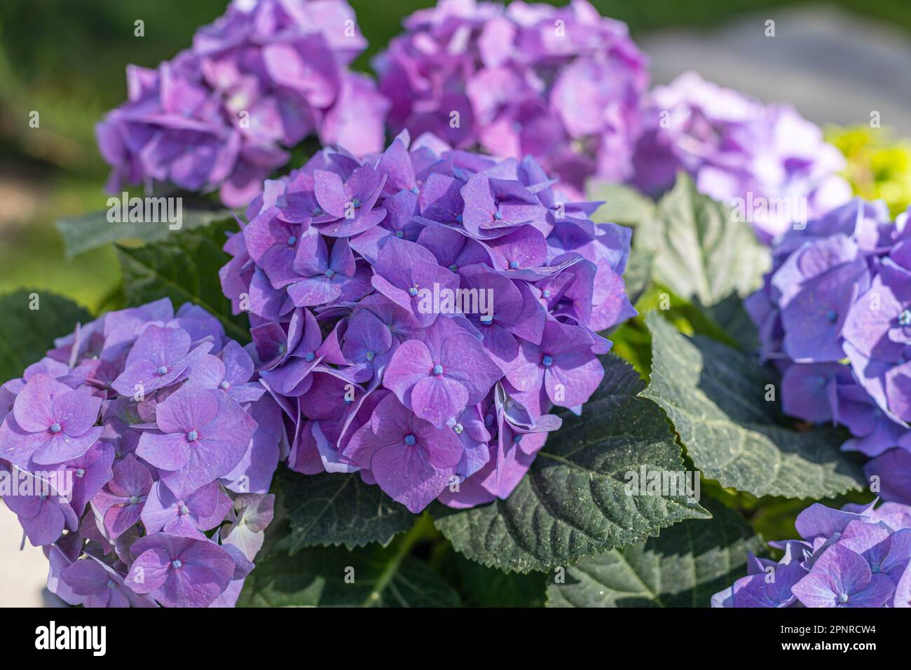 Hydrangea flower. close-up of a purple hydrangea in the garden. A bouquet of hydrangeas. Stock Photo