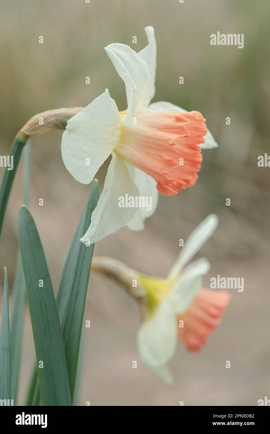 st patricks day large cupped daffodil flower bulbs