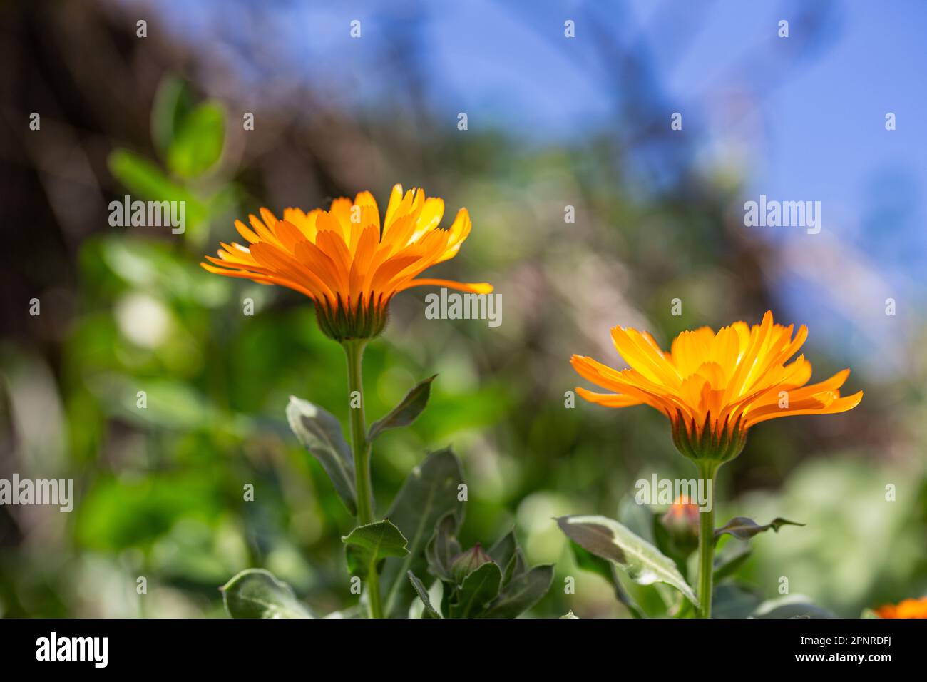 Officinal calendula flower Stock Photo