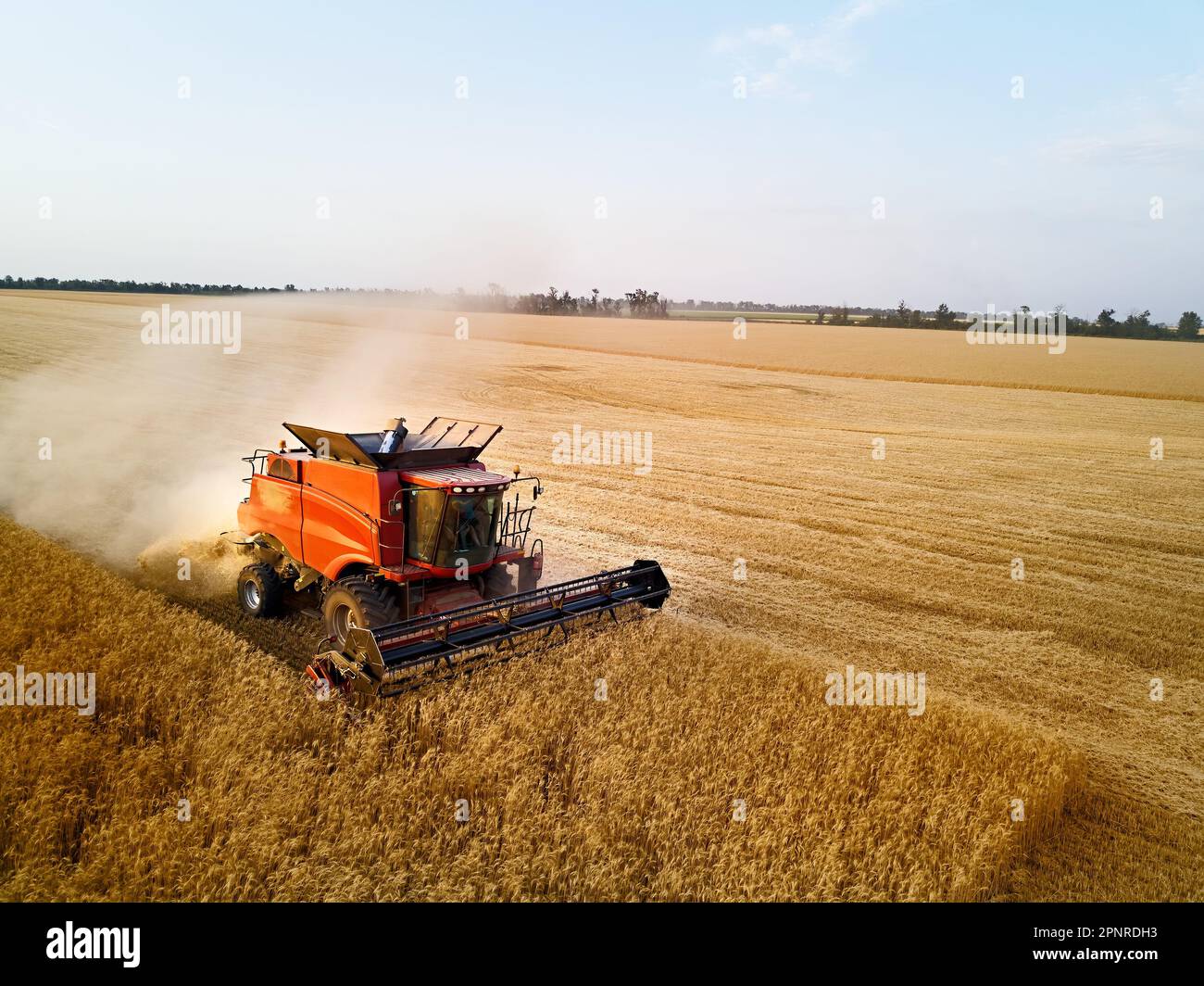 Aerial drone photo of red harvester working in wheat field on sunset ...