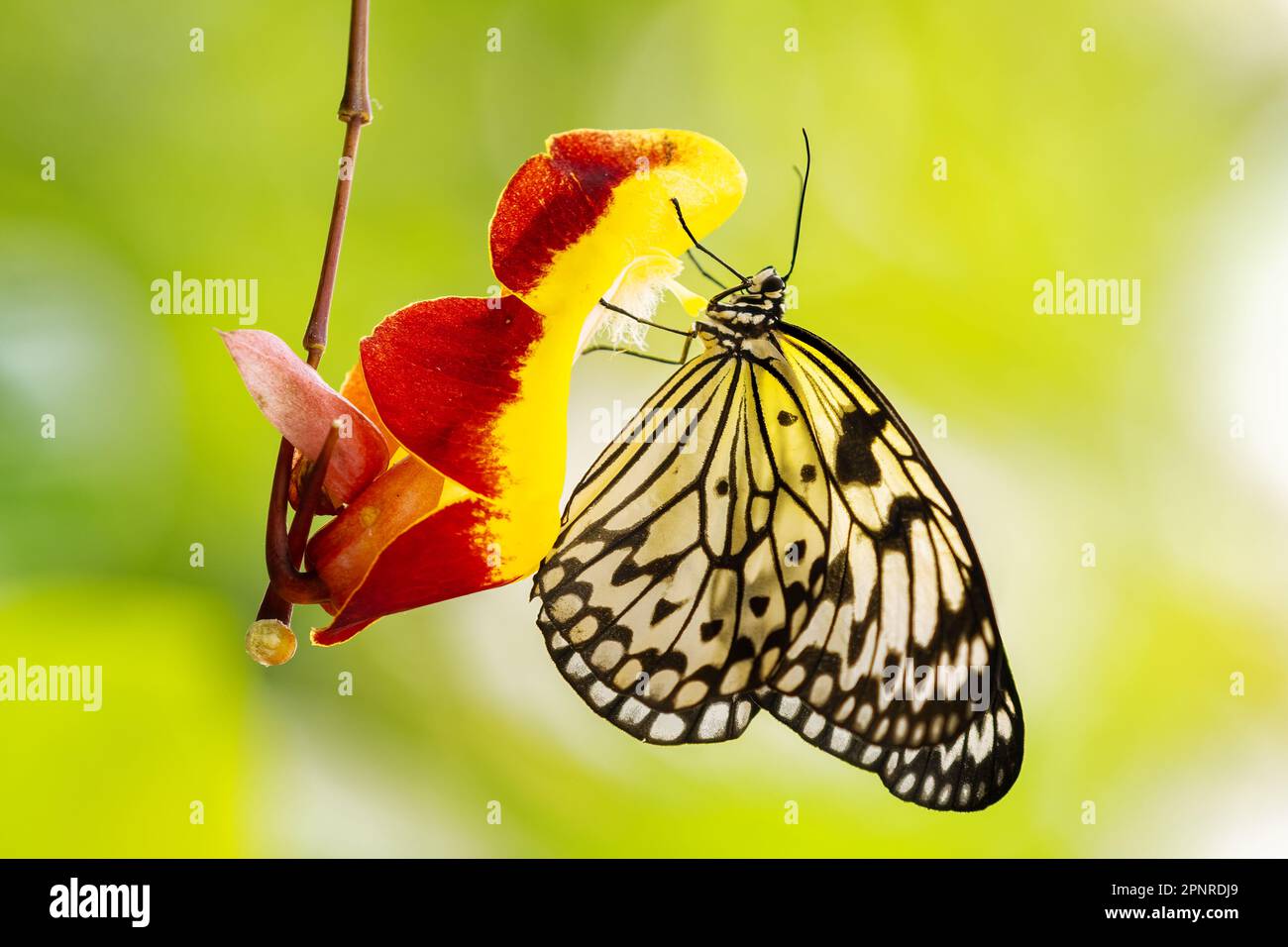 Paper Kite butterfly - Idea leuconoe, beautiful large butterfly from Eastern Asian meadows and woodlands, Malaysia. Stock Photo
