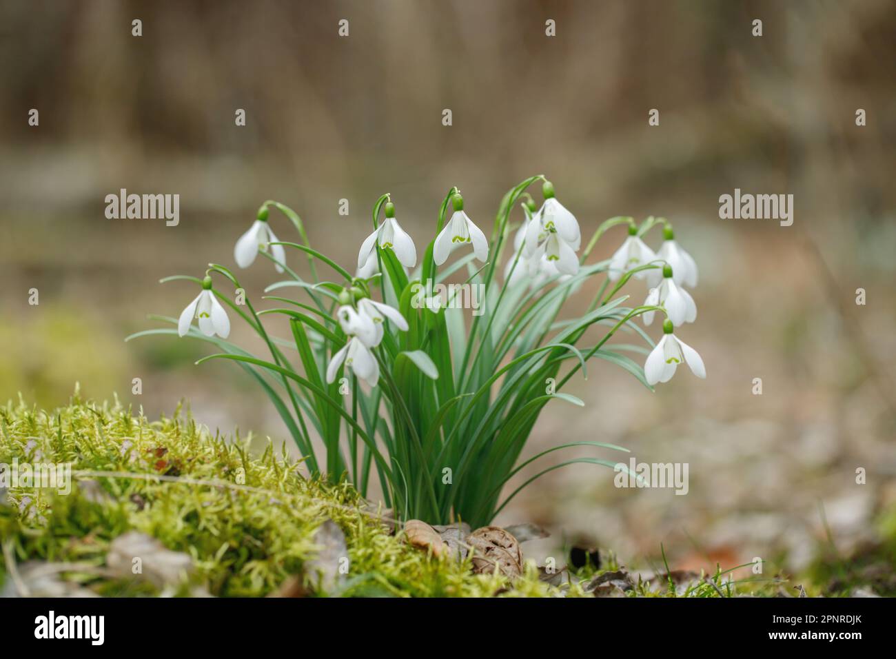 Group of wild growing snowdrops (Galanthus nivalis). Stock Photo