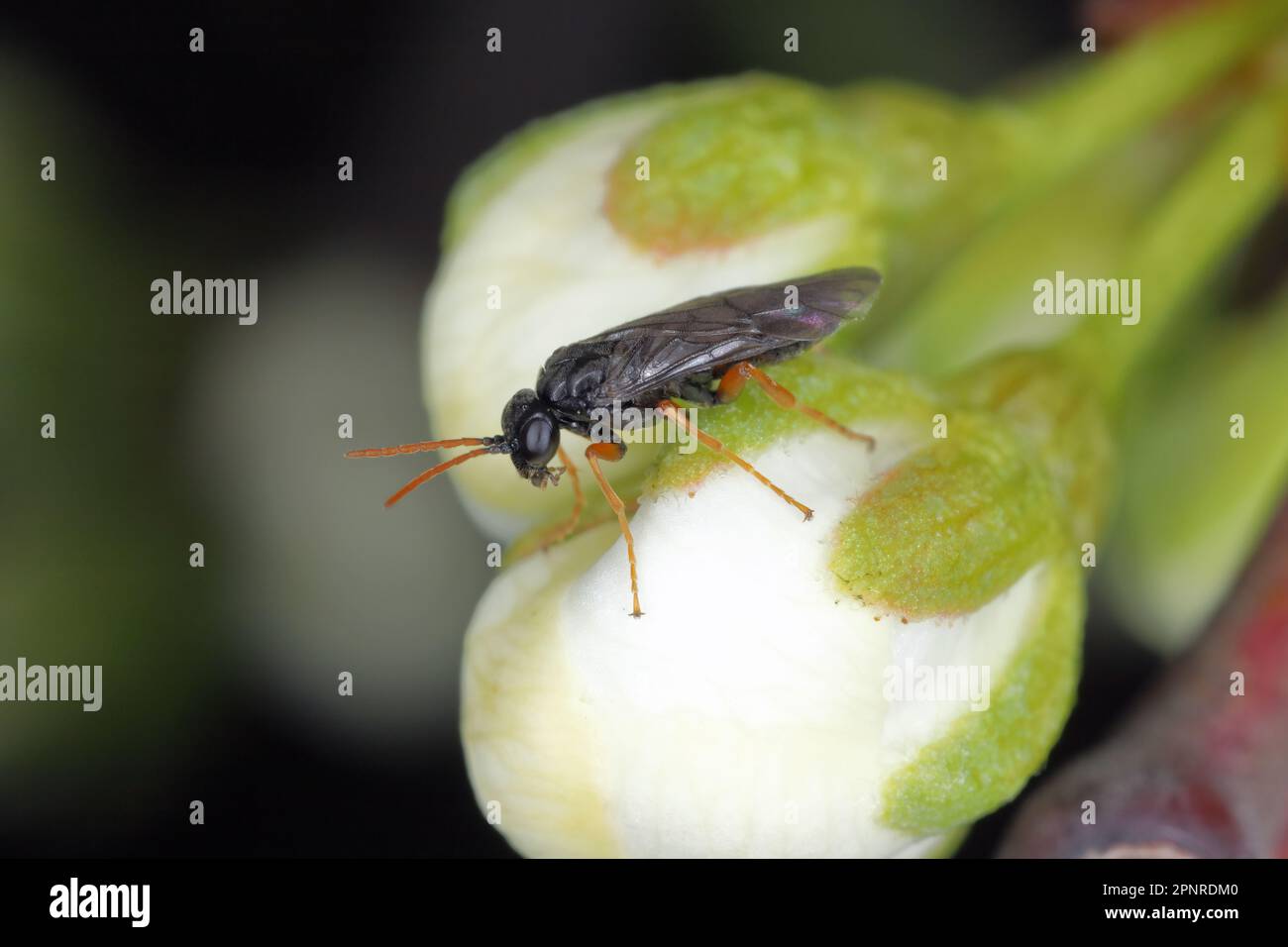 Plum fruit sawfly or plum sawfly or black plum sawfly (Hoplocampa minuta). Larvae bore in the unripe fruits. An important pest of plum trees. Stock Photo
