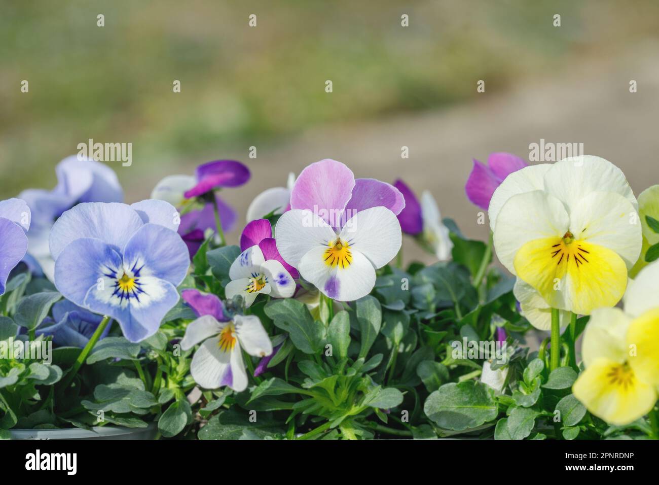 Group of pansies in thre different colors. Stock Photo