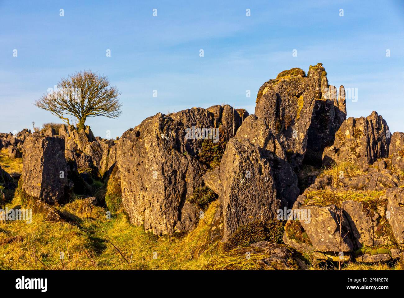 Limestone rocks and tree in winter sunshine at Roystone Rocks near