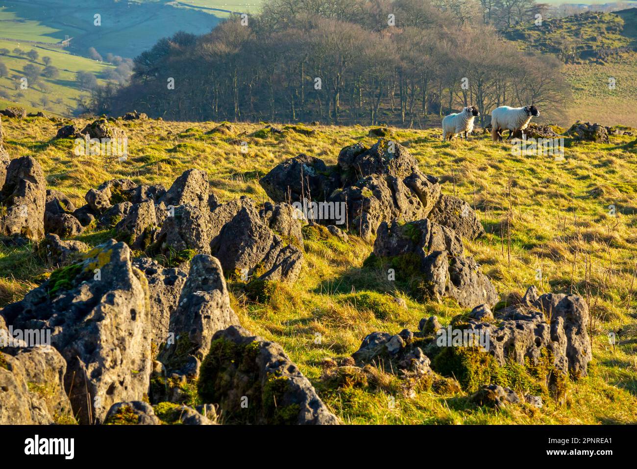 Limestone rocks and sheep grazing in winter sunshine at Roystone Rocks