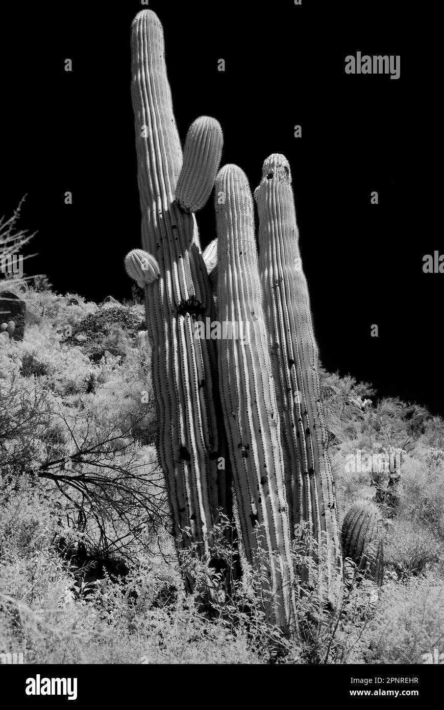Arizona desert saguaro cactus on mountain side Stock Photo - Alamy