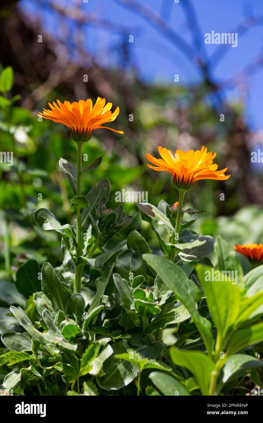 Officinal calendula flower Stock Photo