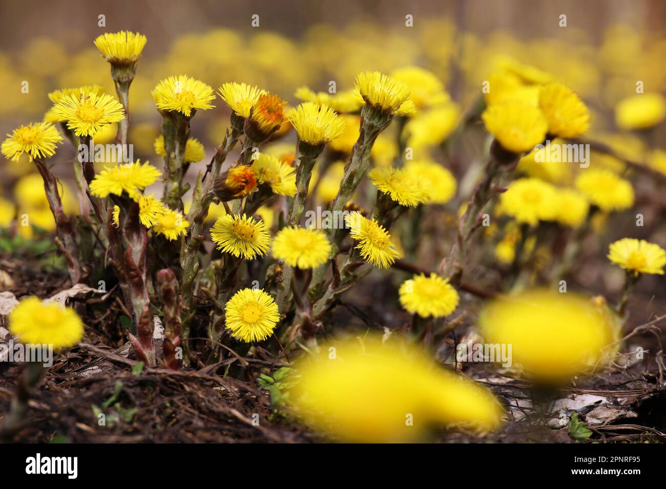Coltsfoot flower on spring meadow, mother and stepmother first flowers. Blooming Tussilago farfara at april Stock Photo