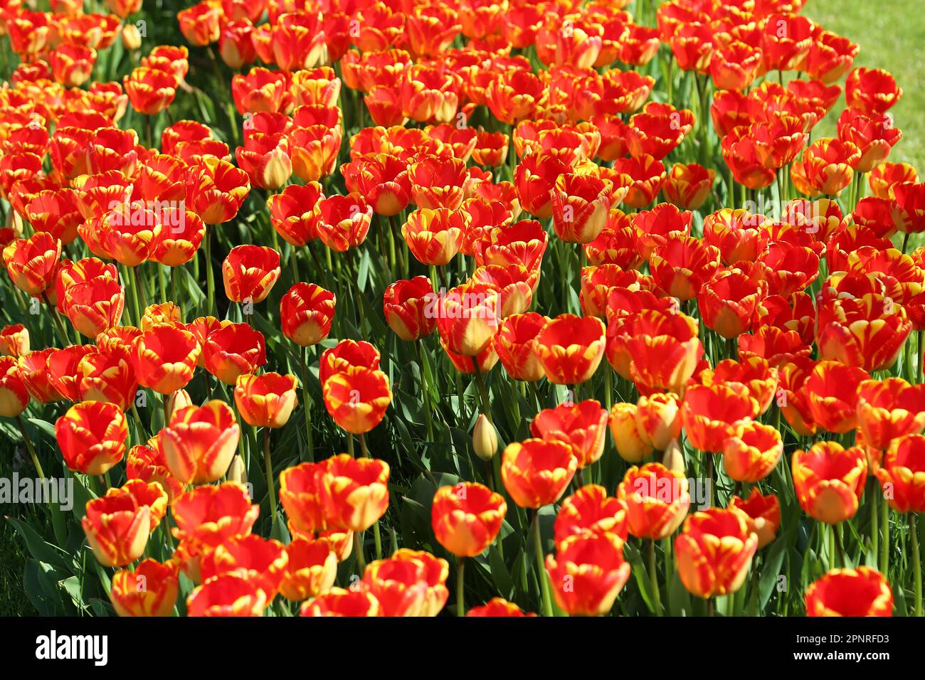 RHS Garden Wisley Celebration of Tulips. Woking, Surrey, UK. 20th April