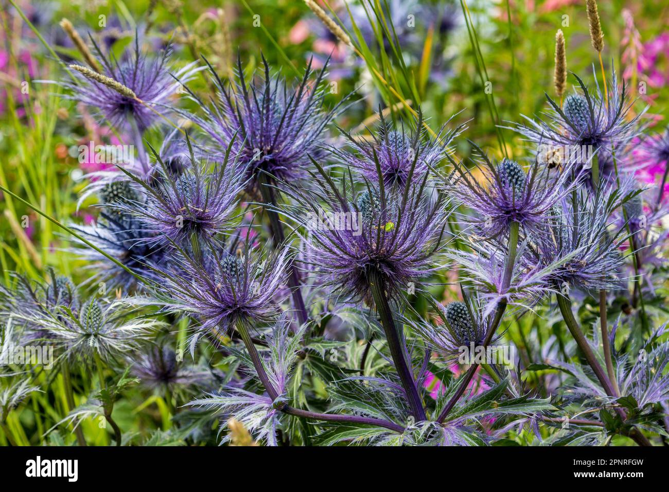 Alps Flora Eryngium alpinum, alpine sea holly, alpine eryngo, queen of