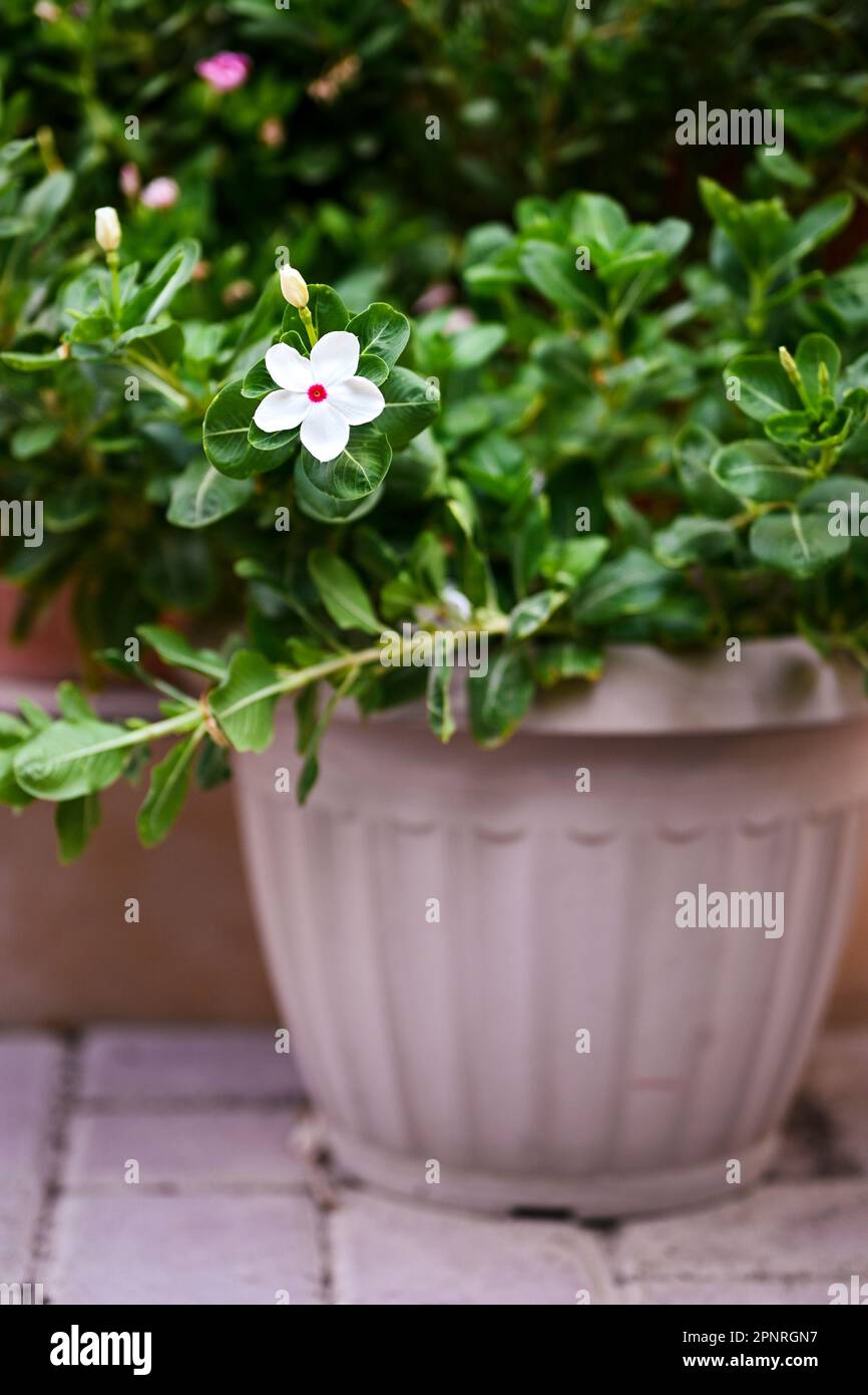 White Madagascar Periwinkle flower plant in a Home garden, Doha, Qatar